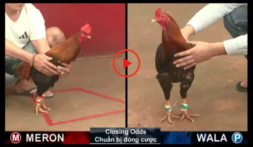 Một số giống gà thường dùng trong đá gà cựa dao